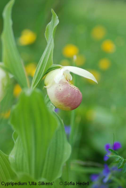 Cypripedium 'Ulla Silkens', toffelorkidehybrid
