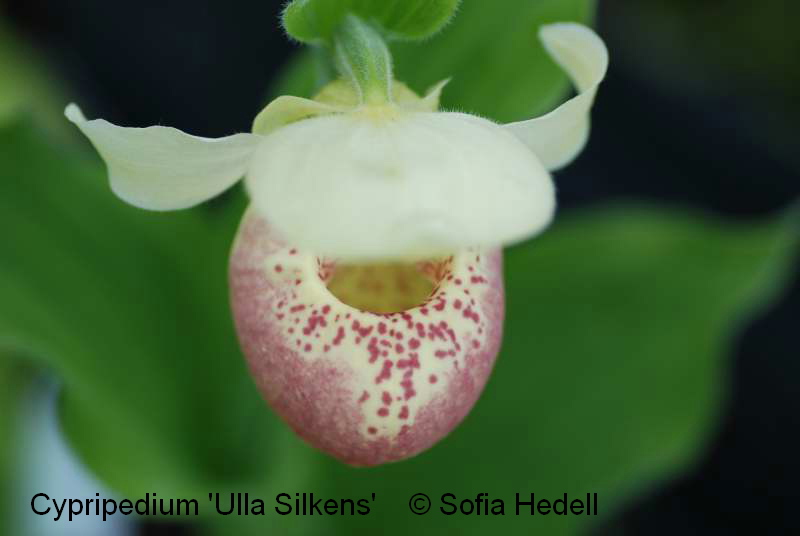 Cypripedium 'Ulla Silkens', toffelorkidehybrid