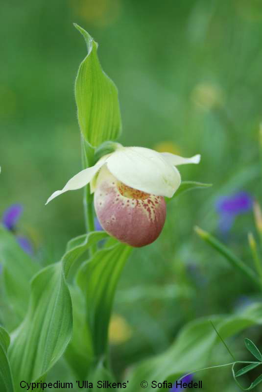 Cypripedium 'Ulla Silkens', toffelorkidehybrid