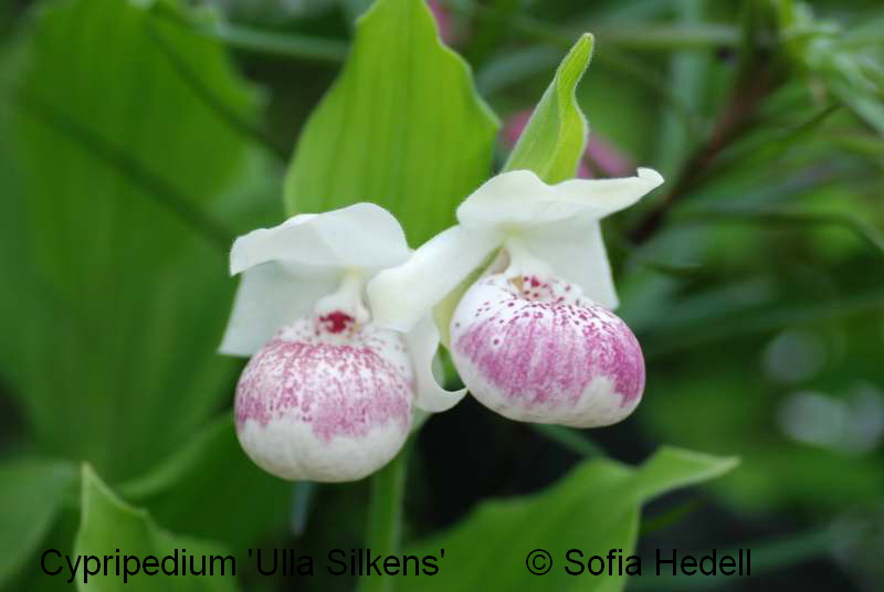 Cypripedium 'Ulla Silkens', toffelorkidehybrid