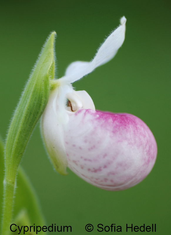 Cypripedium, toffelorkide
