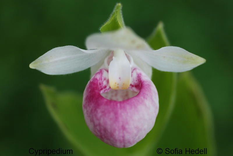 Cypripedium, toffelorkide
