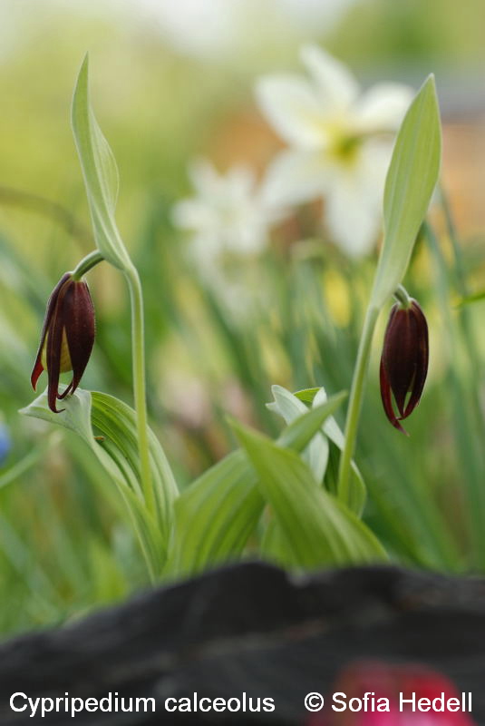 Cypripedium calceolus, guckusko
