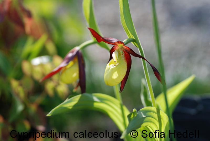 Cypripedium calceolus, guckusko