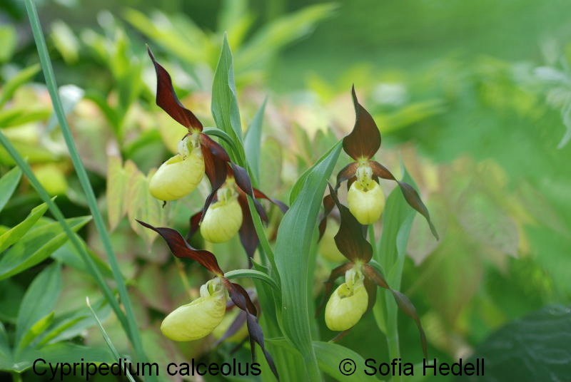 Cypripedium calceolus, guckusko