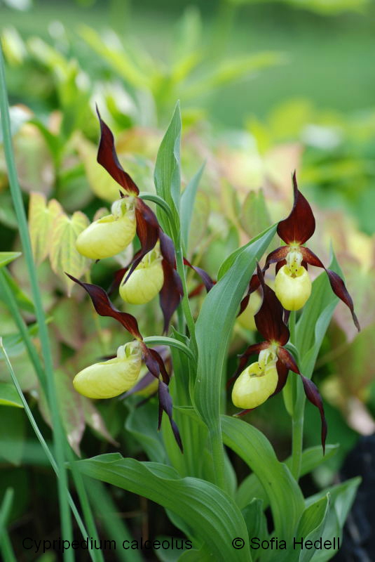 Cypripedium calceolus, guckusko