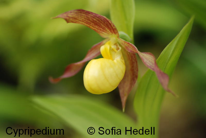 Cypripedium, toffelorkide