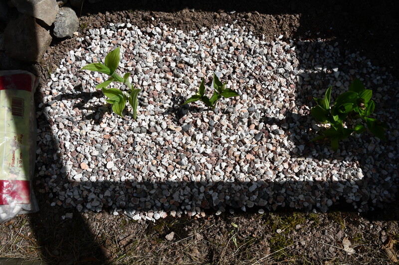 Cypripedium plantering