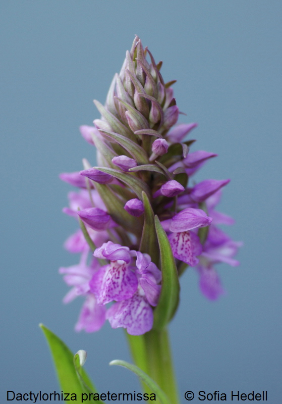 Dactylorhiza praetermissa, englandsnycklar