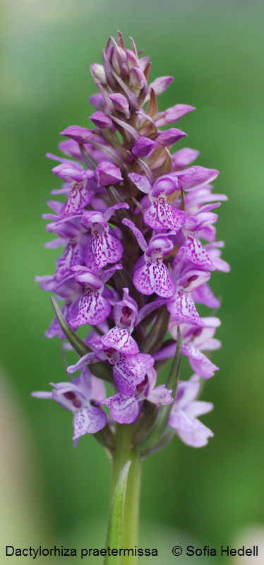 Dactylorhiza praetermissa, englandsnycklar