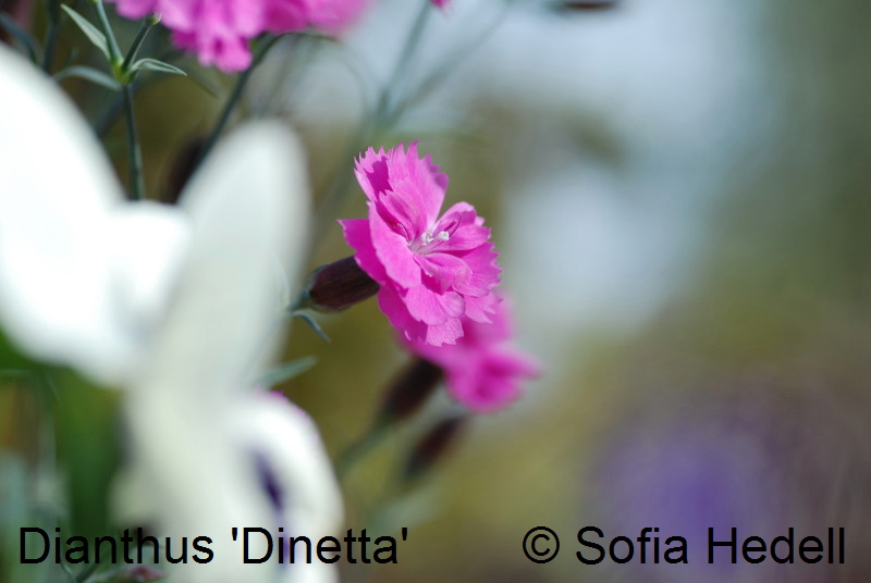 Dianthus 'Dinetta'