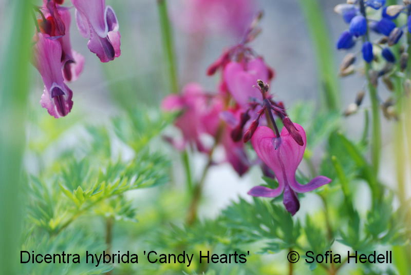 Dicentra hybrida 'Candy Hearts'