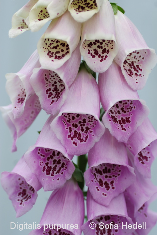 Digitalis purpurea, fingerborgsblomma