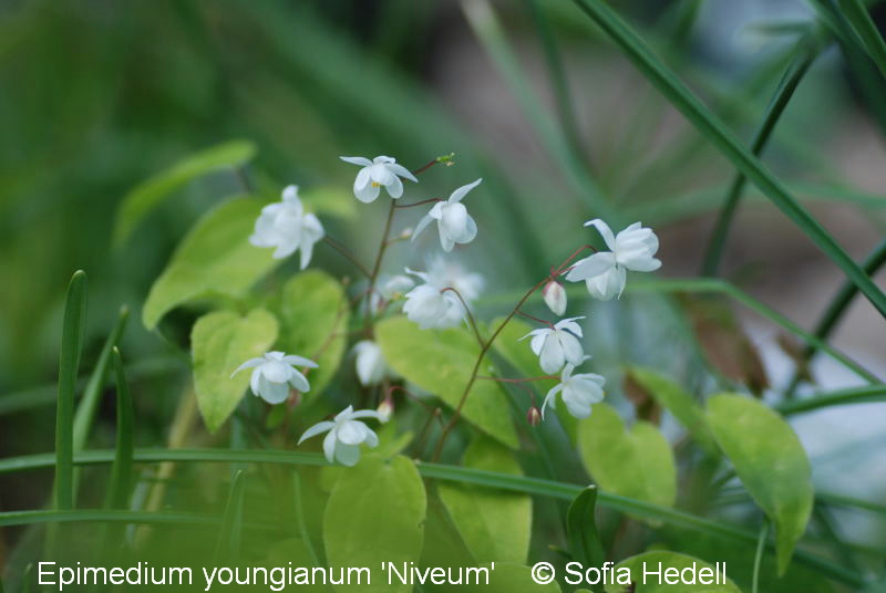 Epimedium youngianum 'Niveum', sockblomma