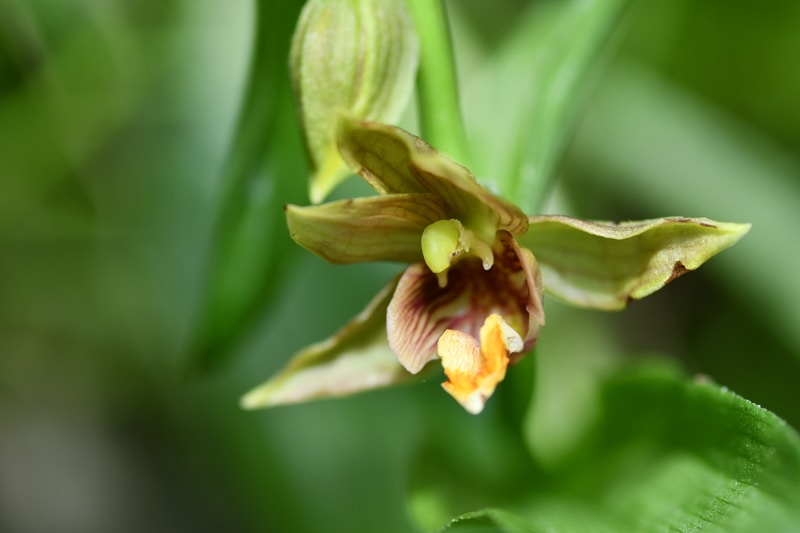Epipactis gigantea, storknipprot