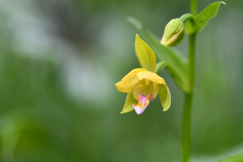 Epipactis thunbergii Yellow Form