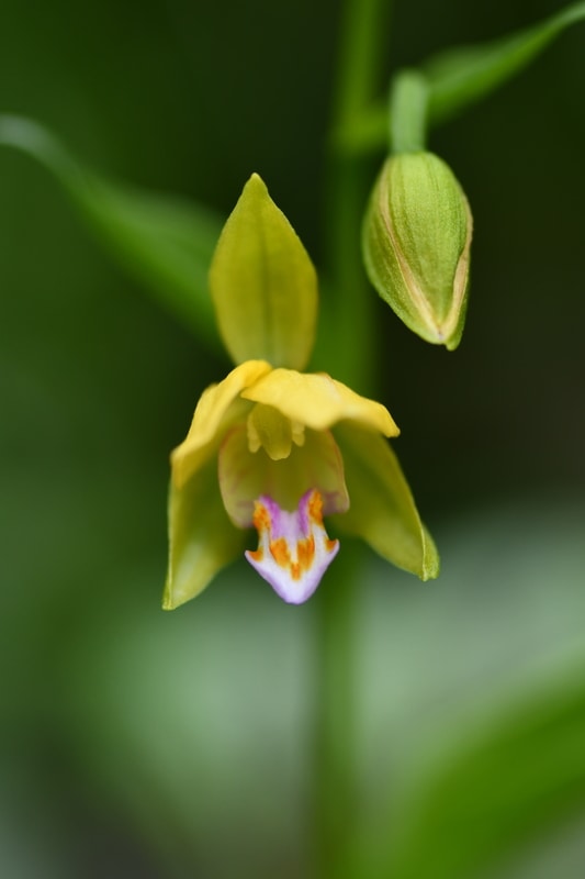 Epipactis thunbergii Yellow Form