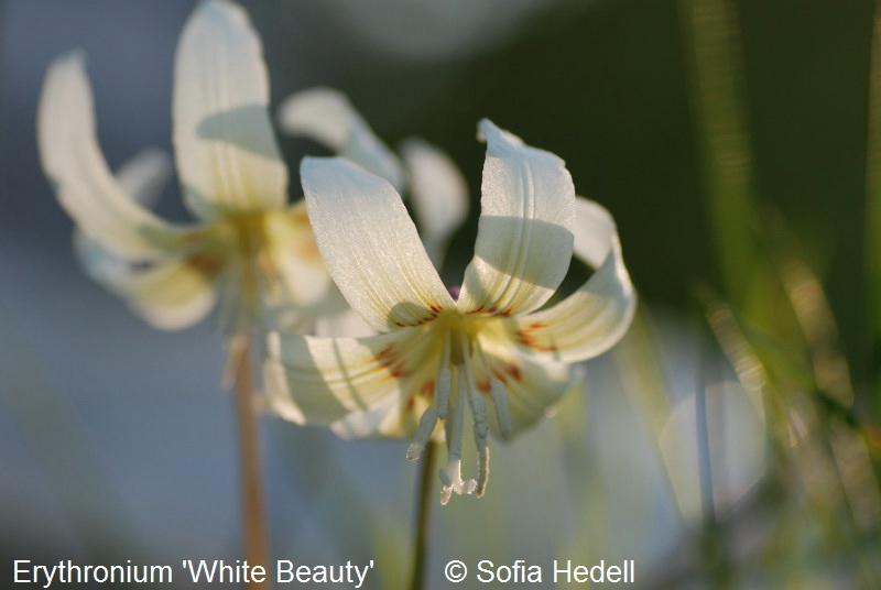 Erythronium, revolutum, californicum, White Beauty, hundtandlilja