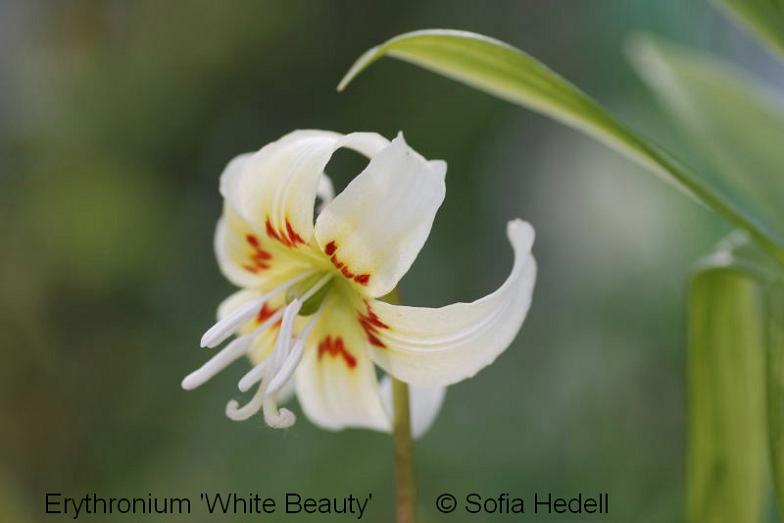 Erythronium, revolutum, californicum, White Beauty, hundtandlilja