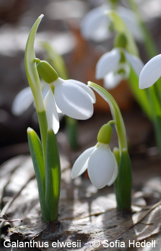 Galanthus elwesii, turkisk sndroppe