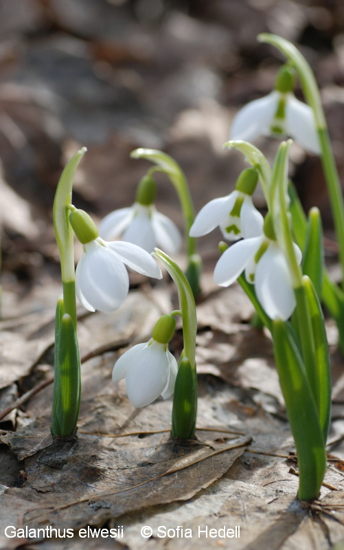 Galanthus elwesii, turkisk sndroppe