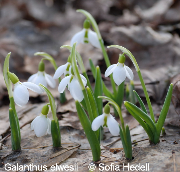 Galanthus elwesii, turkisk sndroppe