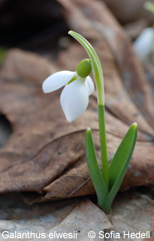 Galanthus elwesii, turkisk sndroppe