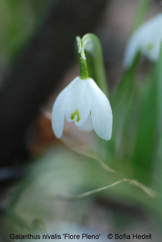 Galanthus nivalis, sndroppe