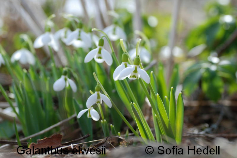 Galanthus elwesii, turkisk sndroppe