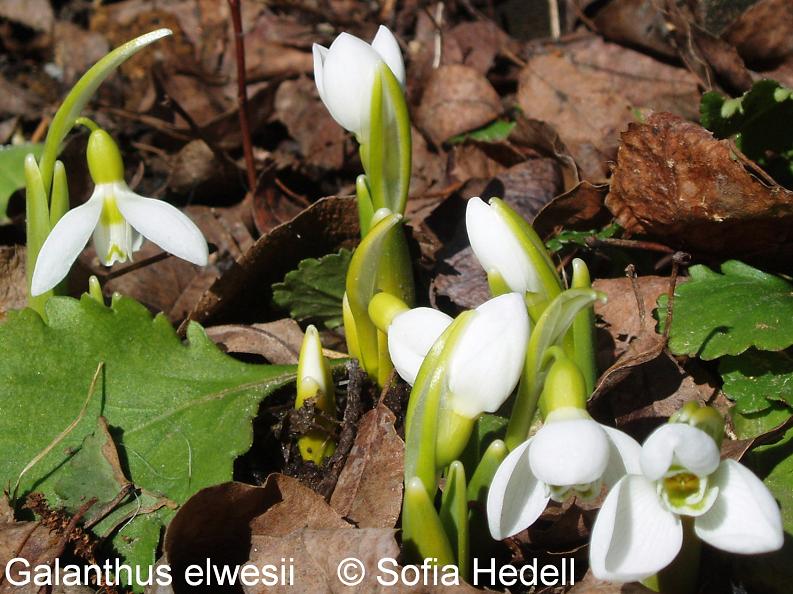 Galanthus elwesii, turkisk sndroppe