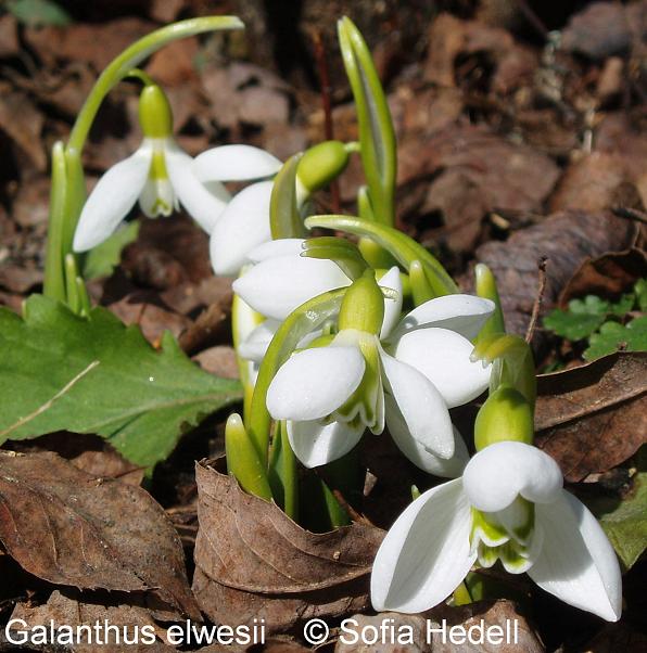 Galanthus elwesii, turkisk sndroppe