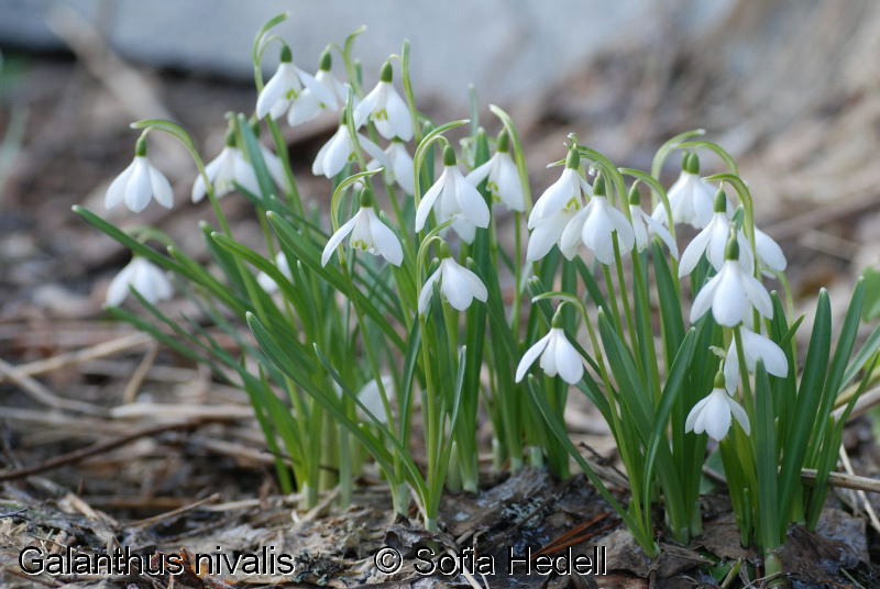 Galanthus nivalis, sndroppe