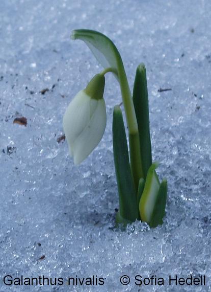Galanthus nivalis, sndroppe