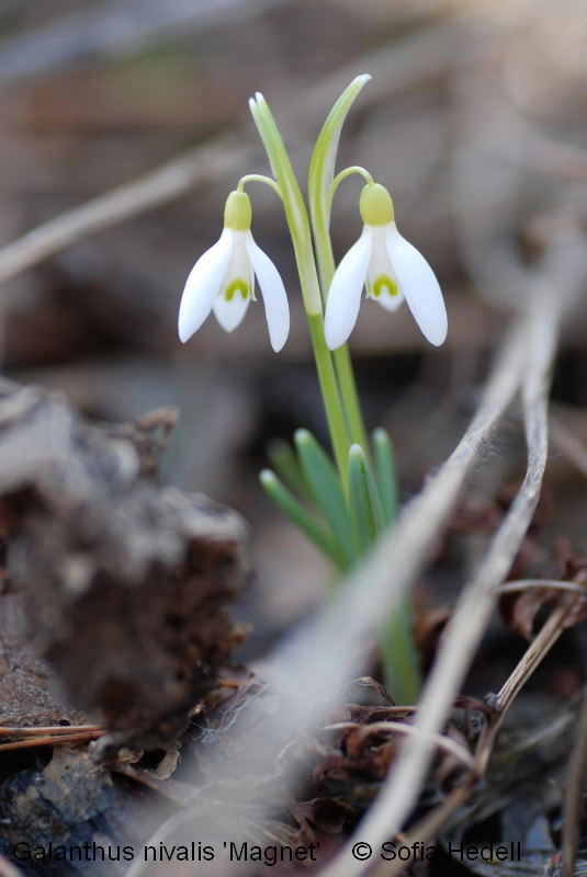 Galanthus nivalis, sndroppe