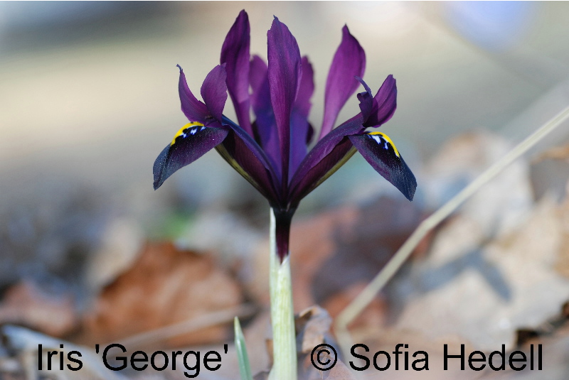 Iris Reticulata-grp George, regnbgsiris
