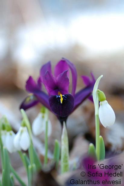 Iris Reticulata-grp George, regnbgsiris