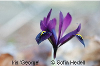 Iris Reticulata-grp 'George', regnbgsiris