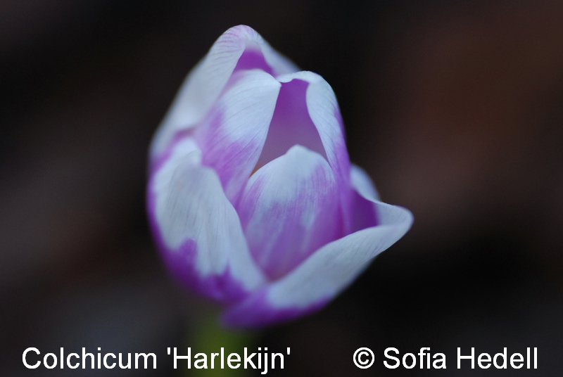 Colchicum 'Harlekijn'