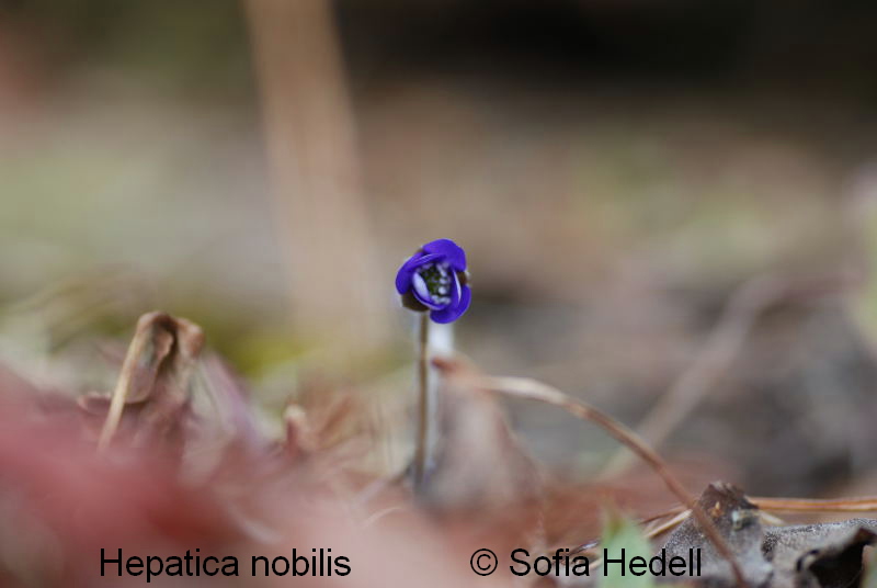 Hepatica nobilis, blsippa