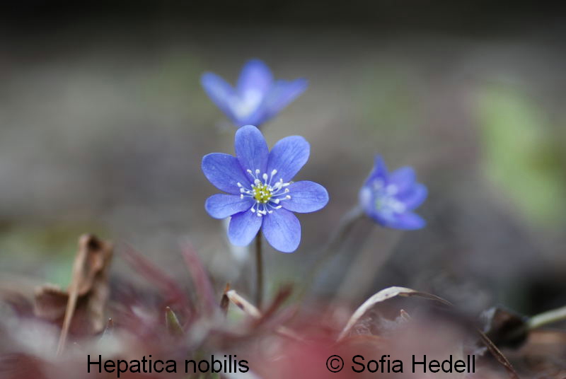 Hepatica nobilis, blsippa
