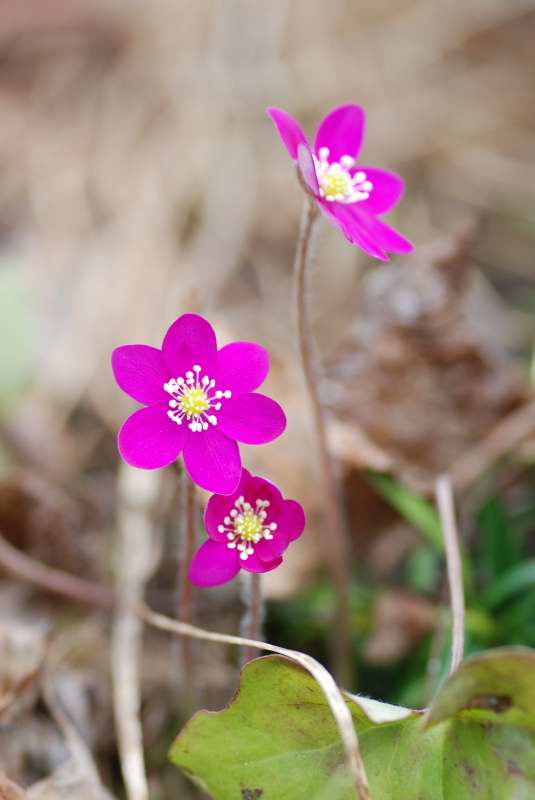 Hepatica nobilis, blsippa