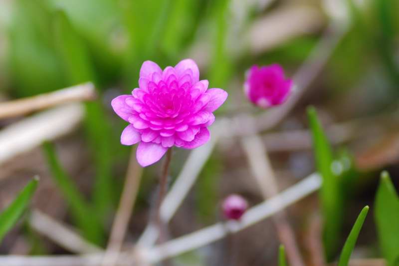 Hepatica nobilis, blsippa