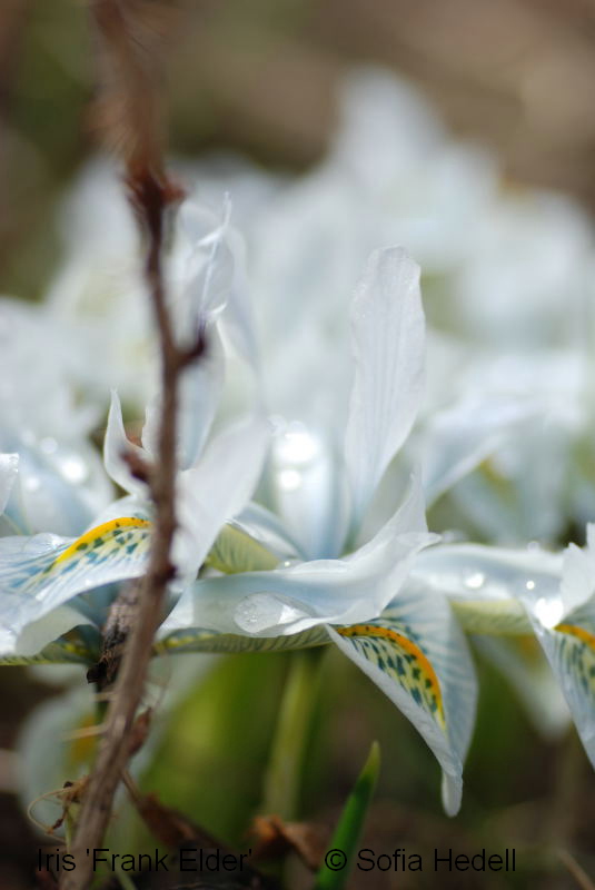Iris Reticulata-grp, Frank Elder, regnbgsiris