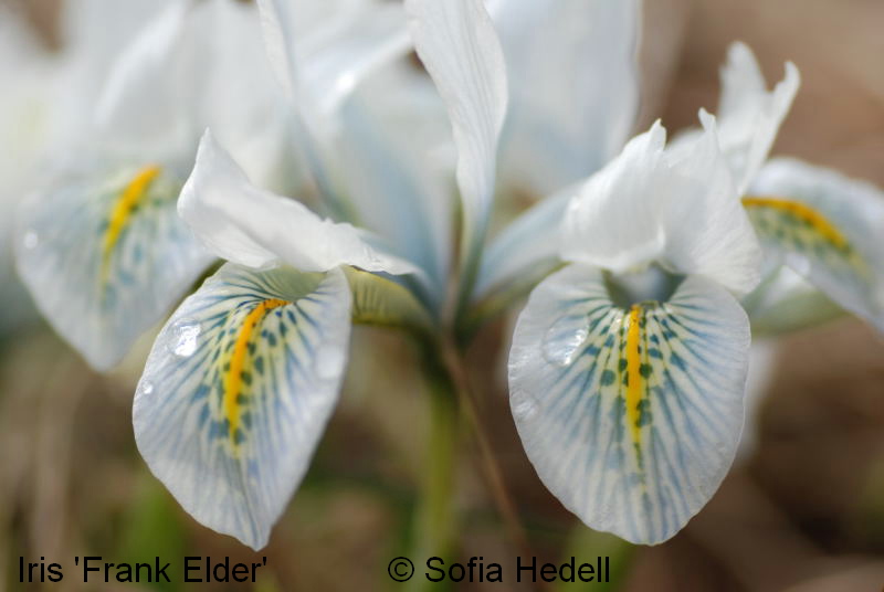 Iris Reticulata-grp, Frank Elder, regnbgsiris