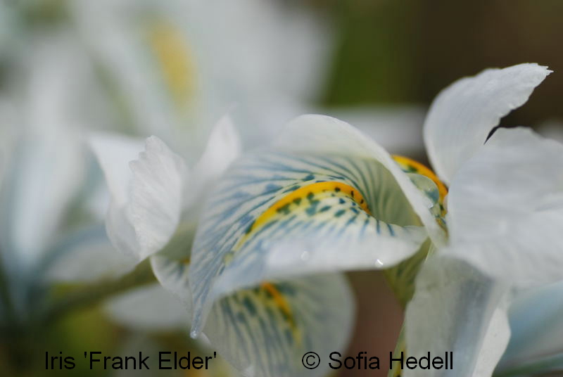 Iris Reticulata-grp, Frank Elder, regnbgsiris