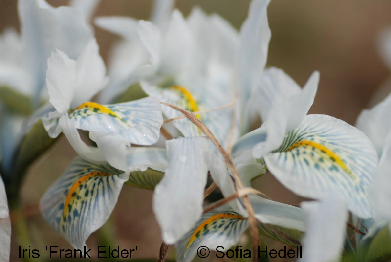 Iris Reticulata-grp, Frank Elder, regnbgsiris