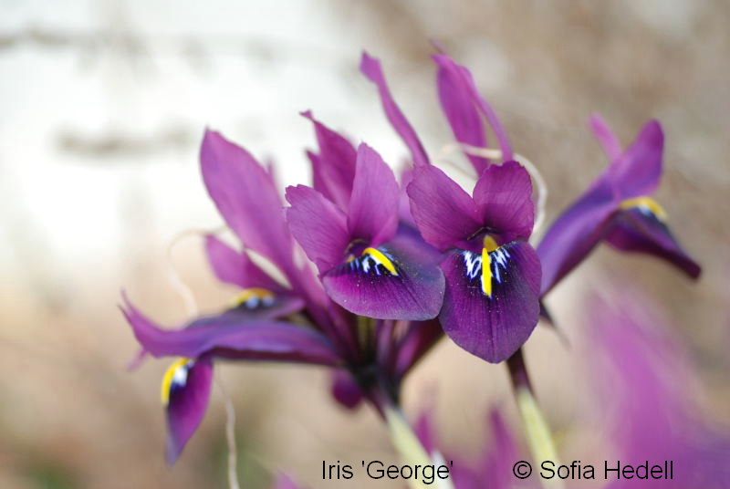 Iris Reticulata-grp George, regnbgsiris