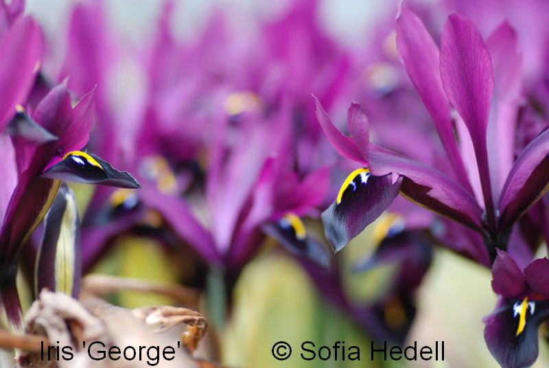 Iris Reticulata-grp George, regnbgsiris