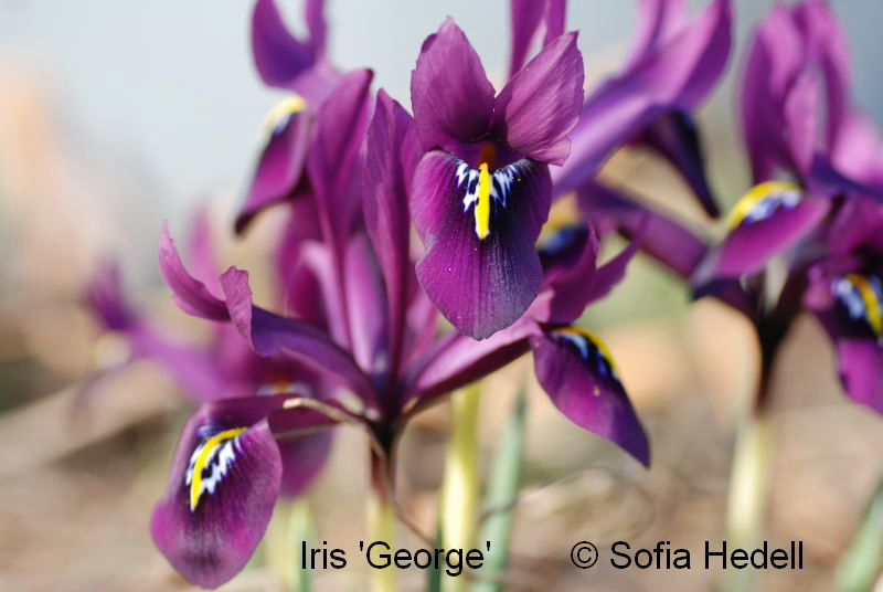 Iris Reticulata-grp George, regnbgsiris