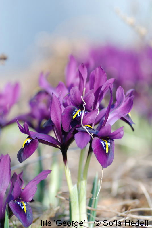 Iris Reticulata-grp George, regnbgsiris